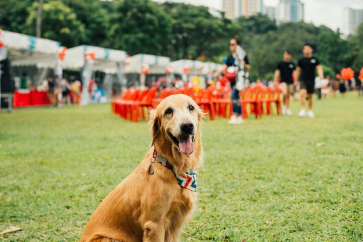 Pet-Friendly Event Spaces in Singapore